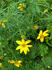 Coreopsis palmata