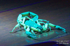 Centruroides bicolor