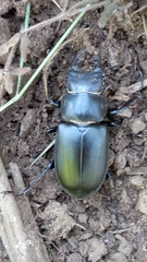 Lucanus tetraodon