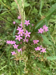 Centaurium erythraea