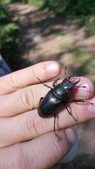 Lucanus tetraodon