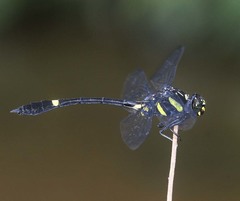 Gomphidictinus perakensis