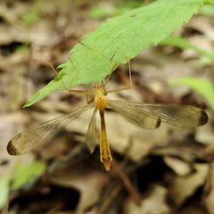 Hylobittacus apicalis