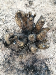 Echinocereus engelmannii