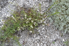 Asperula tephrocarpa