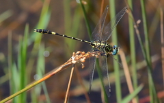 Austrogomphus cornutus