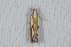 Catoptria