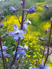 Delphinium recurvatum
