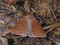 Phoberia ingenua