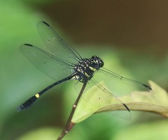 Gomphidictinus perakensis