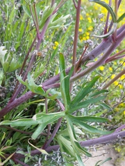 Delphinium recurvatum