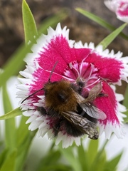 Bombus hypnorum