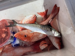 Scomberomorus maculatus