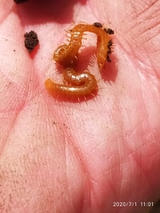 Geophilus flavus