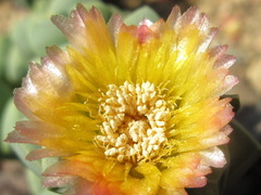 Corpuscularia