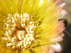 Corpuscularia