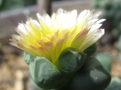 Corpuscularia