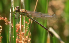 Austrogomphus cornutus