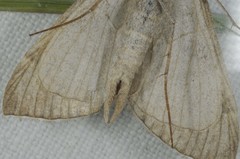Aplocera plagiata