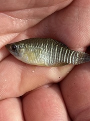 Fundulus xenicus