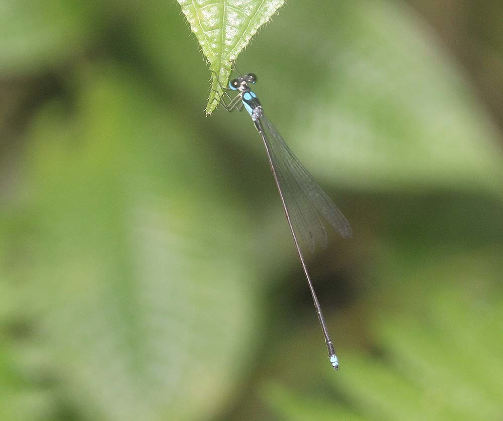 Coeliccia erici