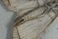 Aplocera plagiata