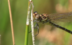 Austrogomphus cornutus
