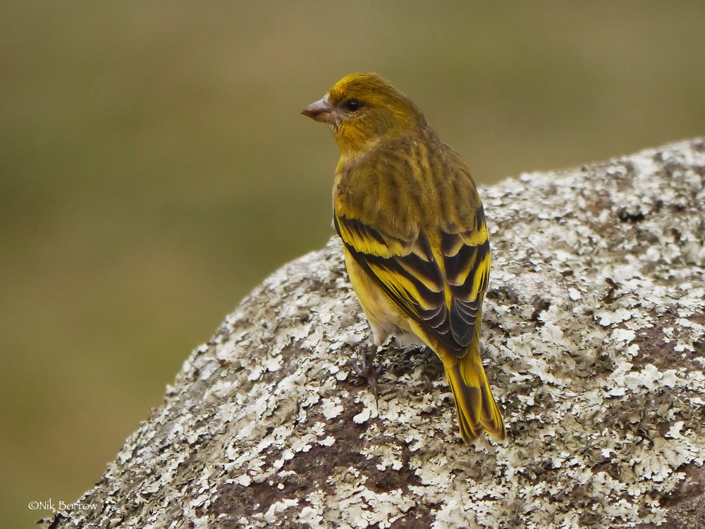 Yellow-crowned Canary (Serinus flavivertex) photo