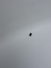 Nepomorpha