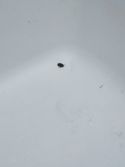 Nepomorpha