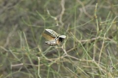 Julodis variolaris