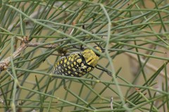 Julodis variolaris
