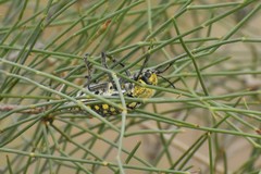 Julodis variolaris