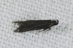 Monochroa tenebrella