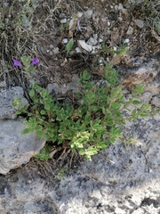 Clinopodium suaveolens