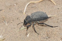 Trigonoscelis gemmulata