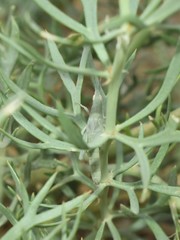 Pyrgomorpha bispinosa