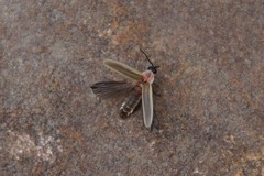 Photinus marginellus