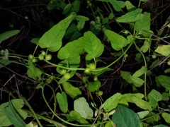 Jacquemontia verticillata