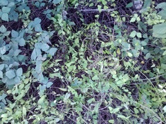 Jacquemontia verticillata