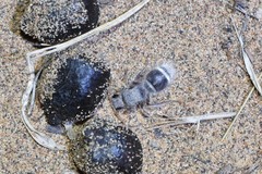 Pseudophotopsis