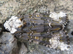 Craniophora ligustri