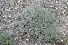 Artemisia hololeuca