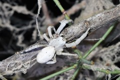 Stegodyphus lineatus