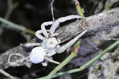 Stegodyphus lineatus