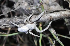 Stegodyphus lineatus