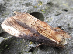 Hexafrenum leucodera