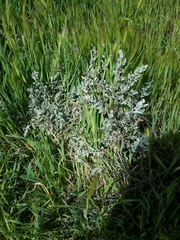 Atriplex spinifera