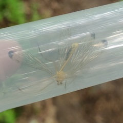 Hylobittacus apicalis