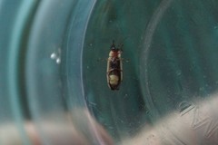 Photinus marginellus